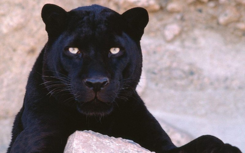 Пантера арт