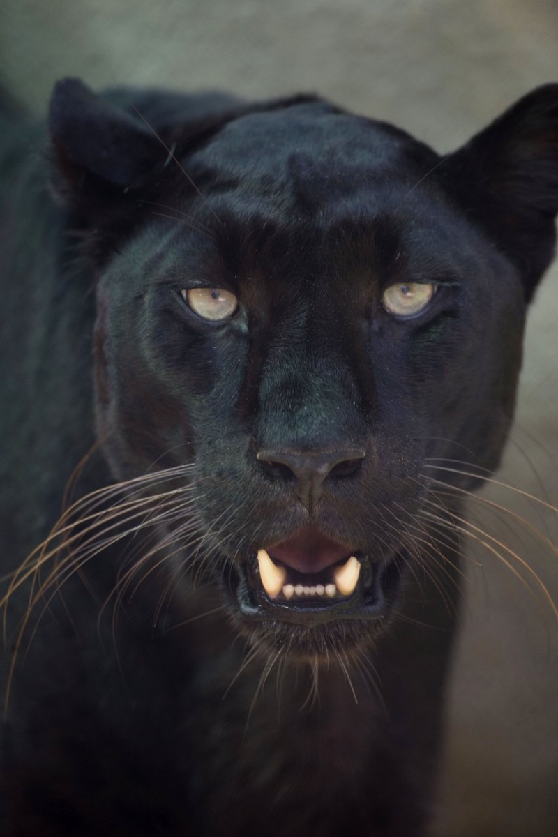 Черная пантера