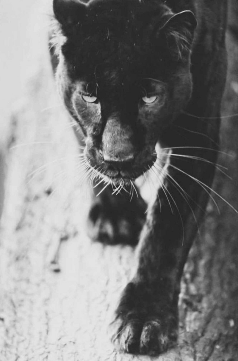 Злая пантера