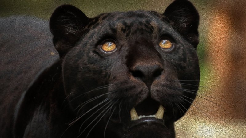 Пума кошка черная