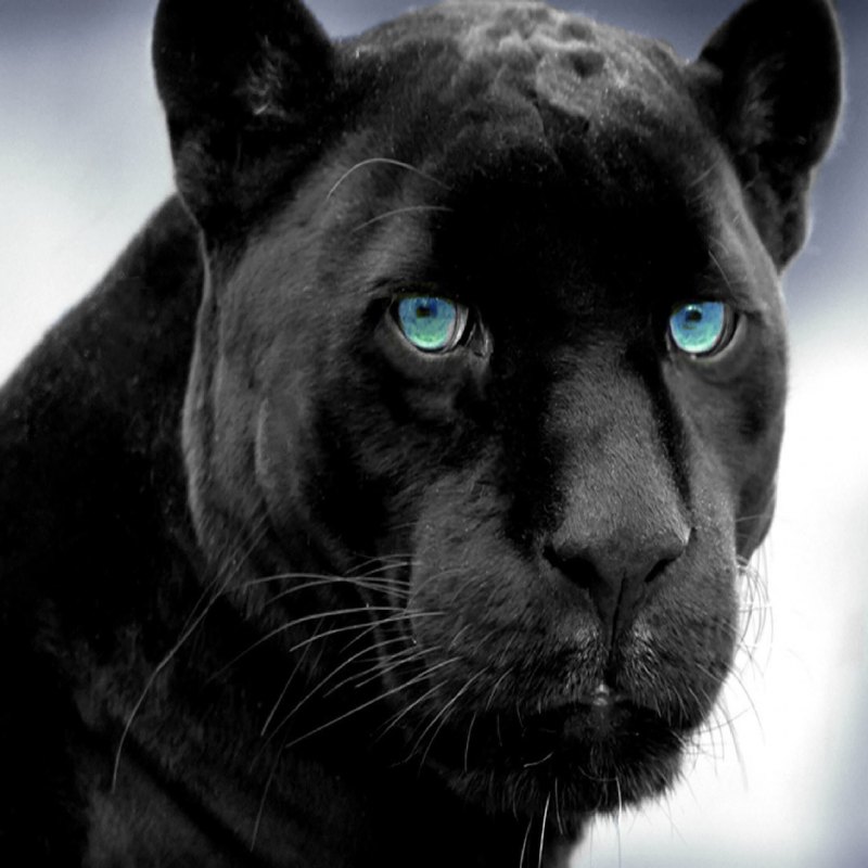 Черная пантера Багира