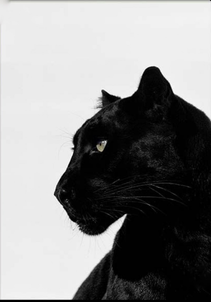 Оборотни пантеры Пардус