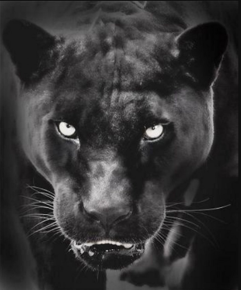 Пантера Багира тотемное животное