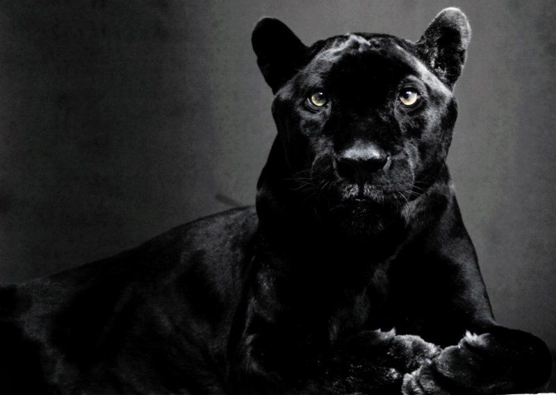 Морда пантеры с оскалом