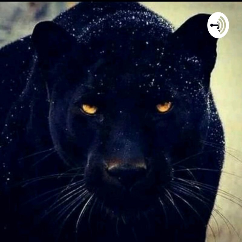 Дымчатый леопард меланист