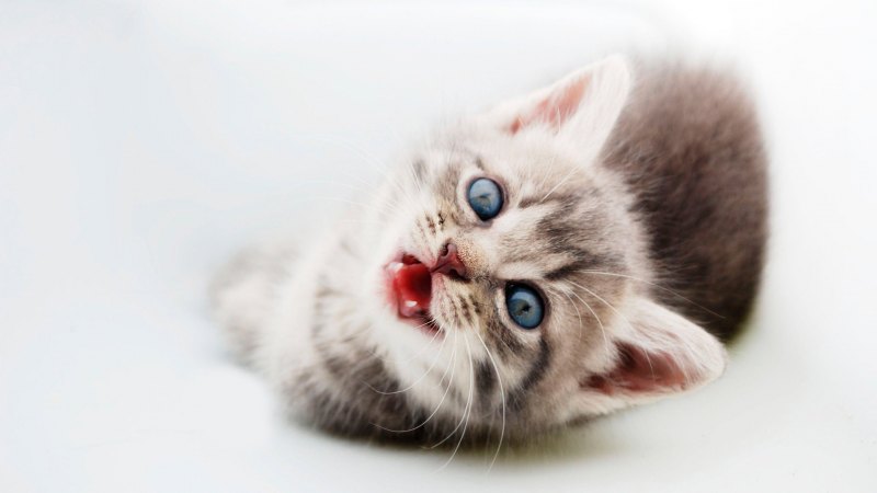 Котята милашки