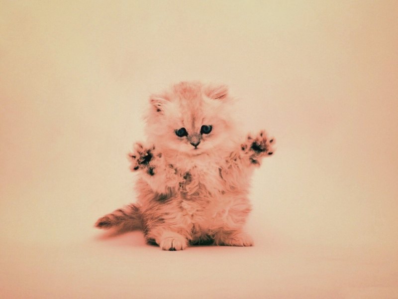 Очень очень красивые и милые обои