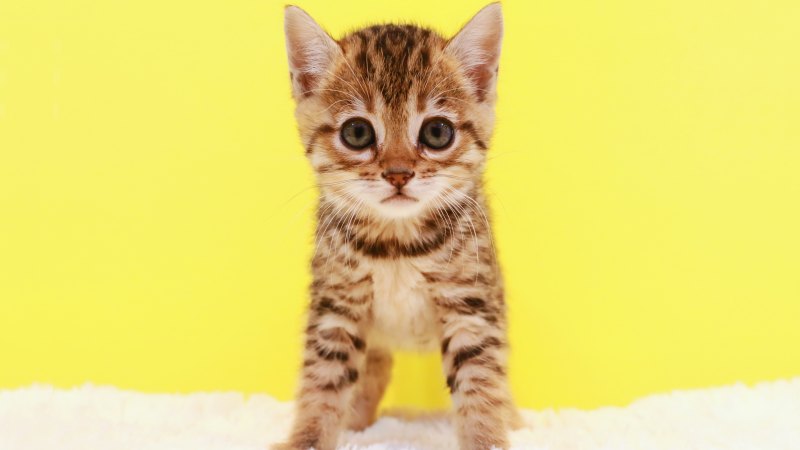 Котята на рабочий стол