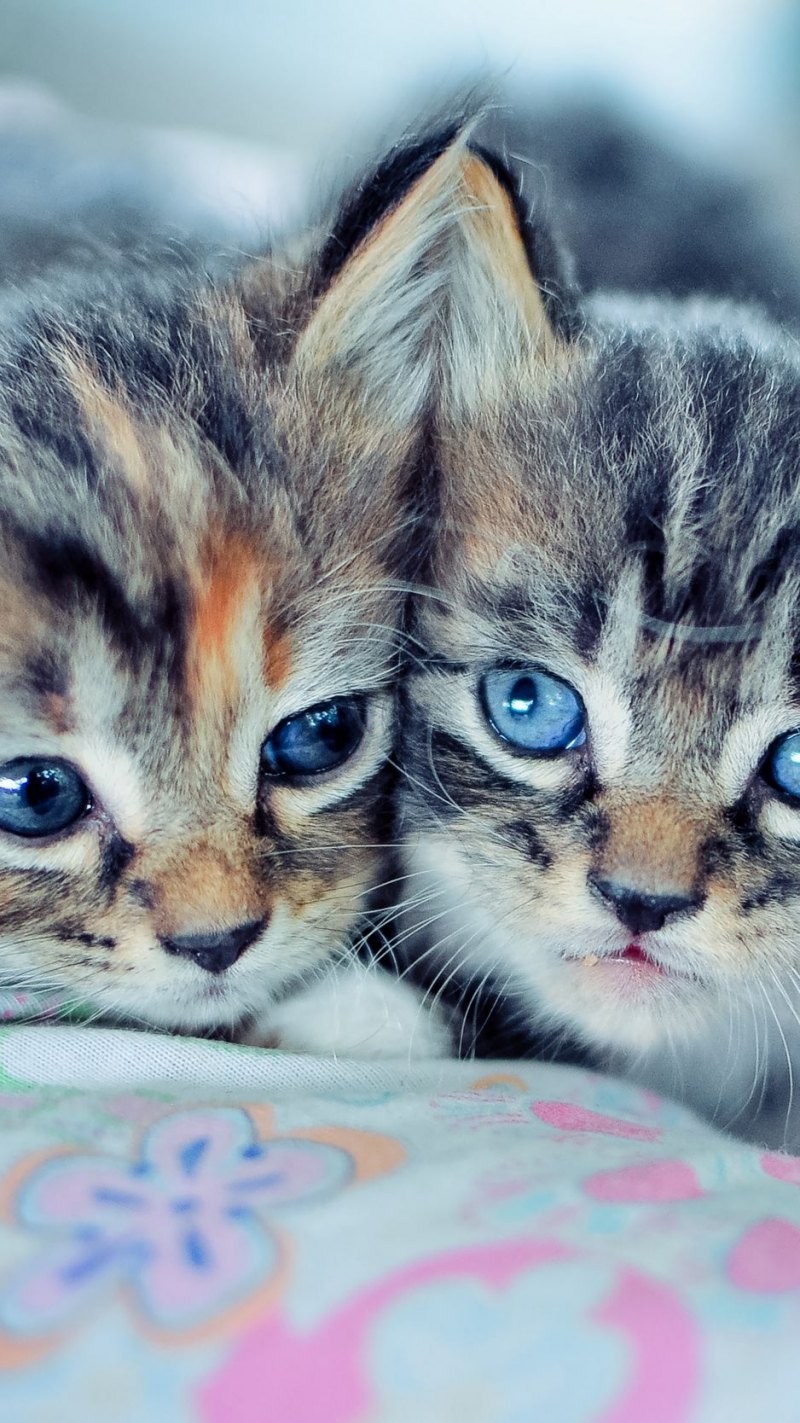 Красивые котята