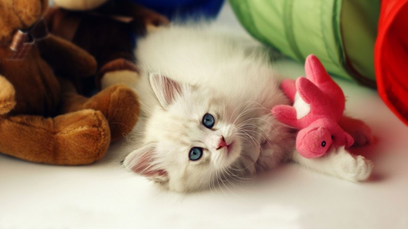 Доброе утро котенок