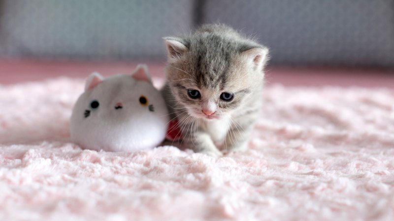 Милые кошечки