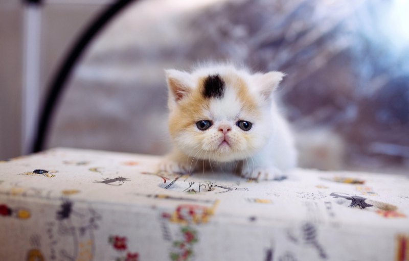 Милые котики