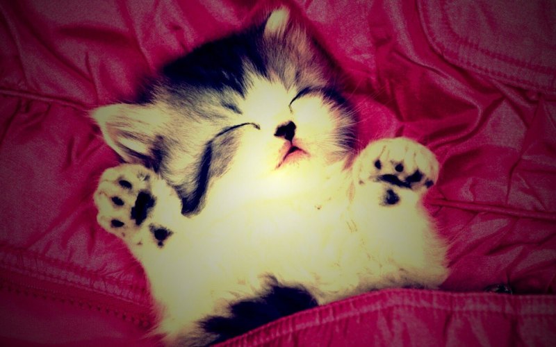 Очень милые котики