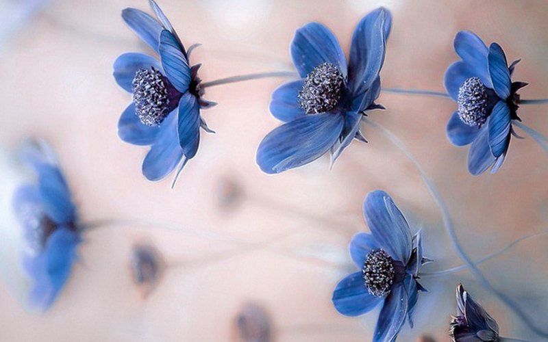 Красивые синие обои