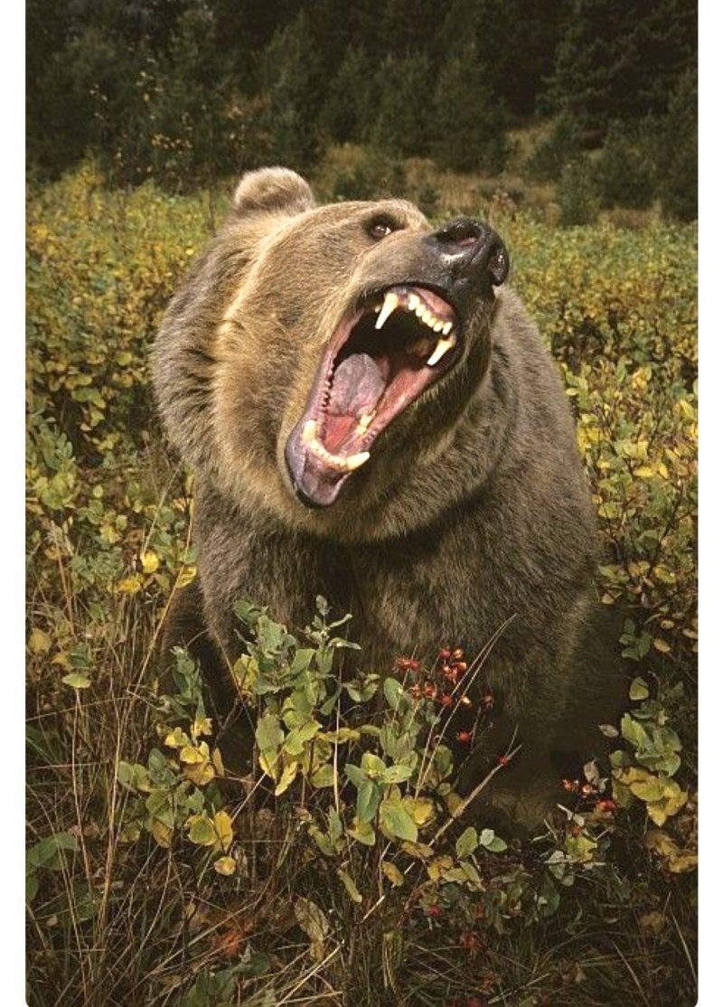 Свирепый медведь Гризли