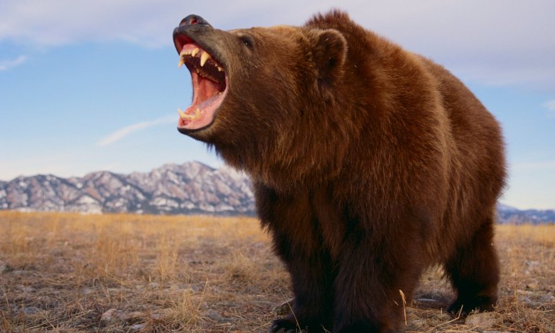Медведь Гризли злой бешеный метро