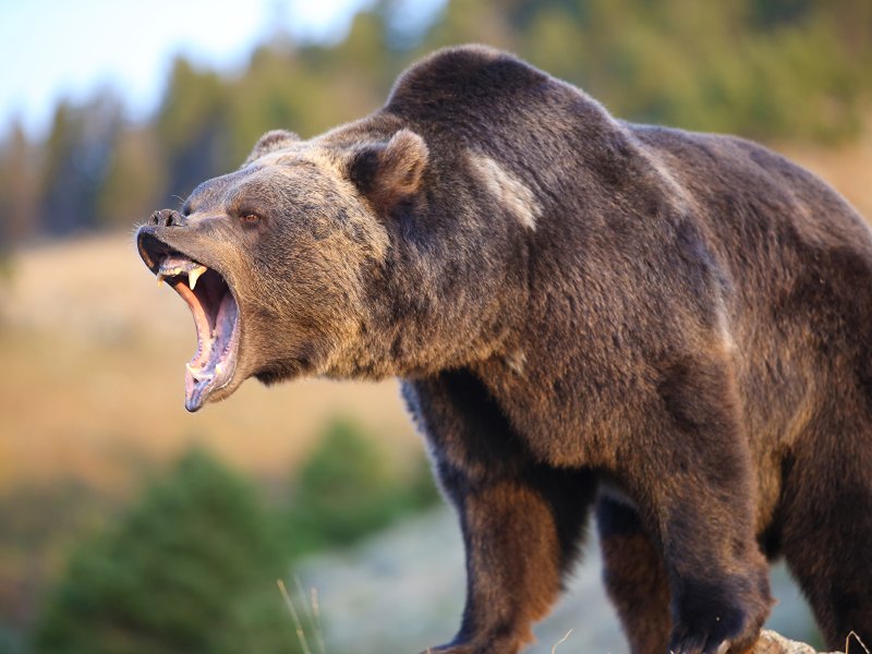 Американский медведь Гризли