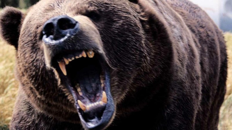 Бурый медведь в ярости