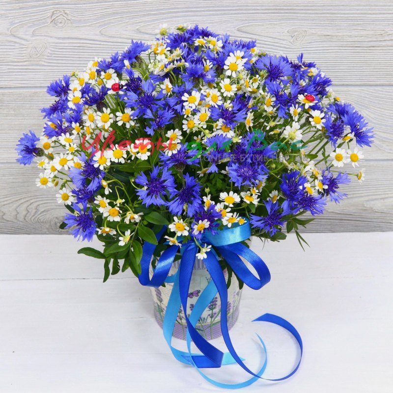 Васильки букет