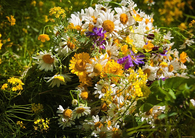 Ромашка календула Василек