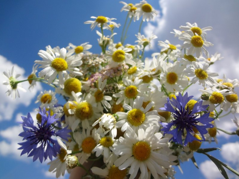 Красивые полевые цветы ромашки