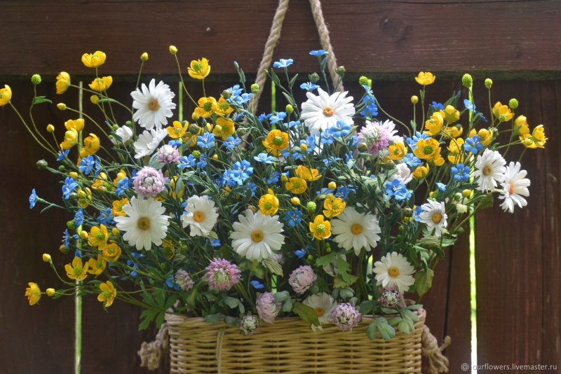 Пижма Ромашка полевые цветы