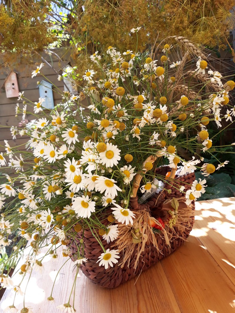 Полевые ромашки