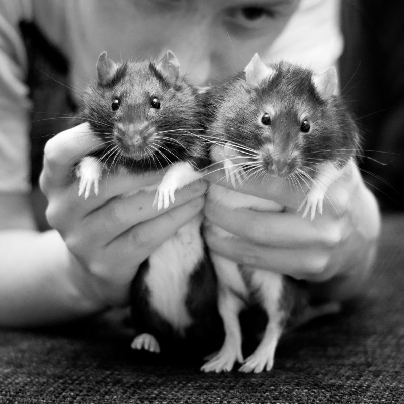 Парочка крыс