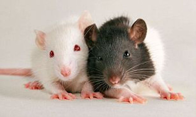 Две милые крысы