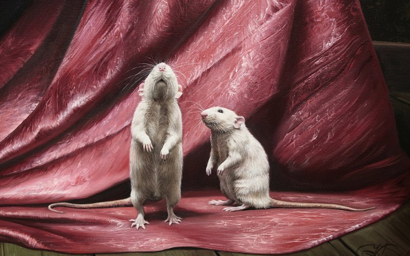 Крыса фотообои