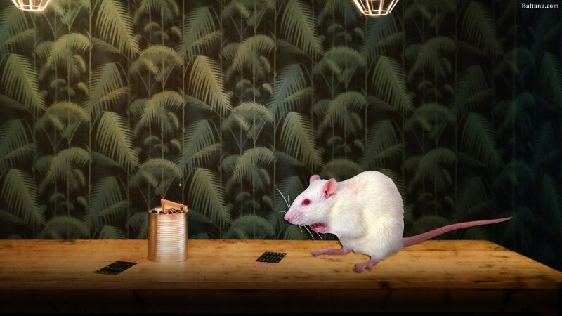 Обои с крысами