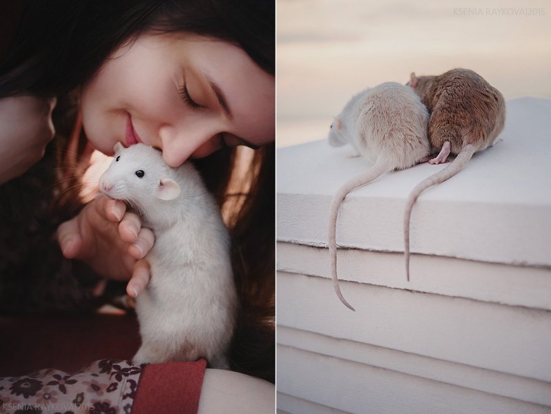 Фотосессия с крысой девушка