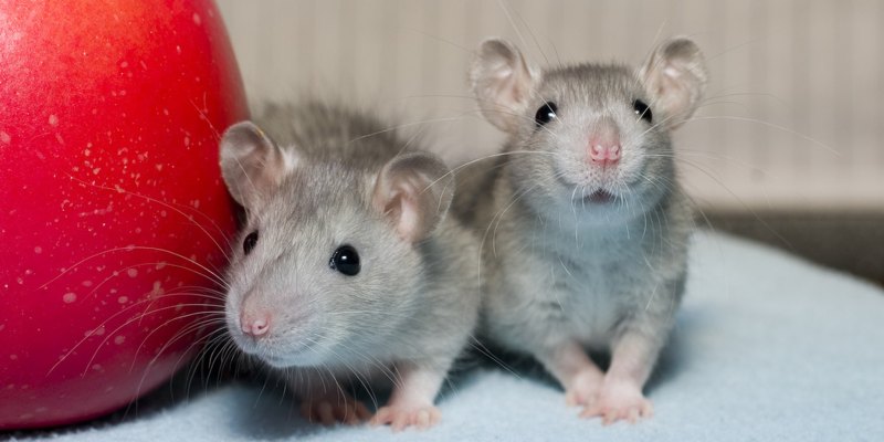 Две крысы