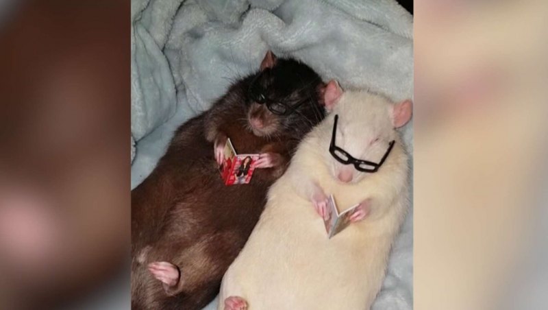 Две крыски смешные подружки