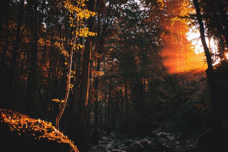 Пейзаж в коричневых тонах