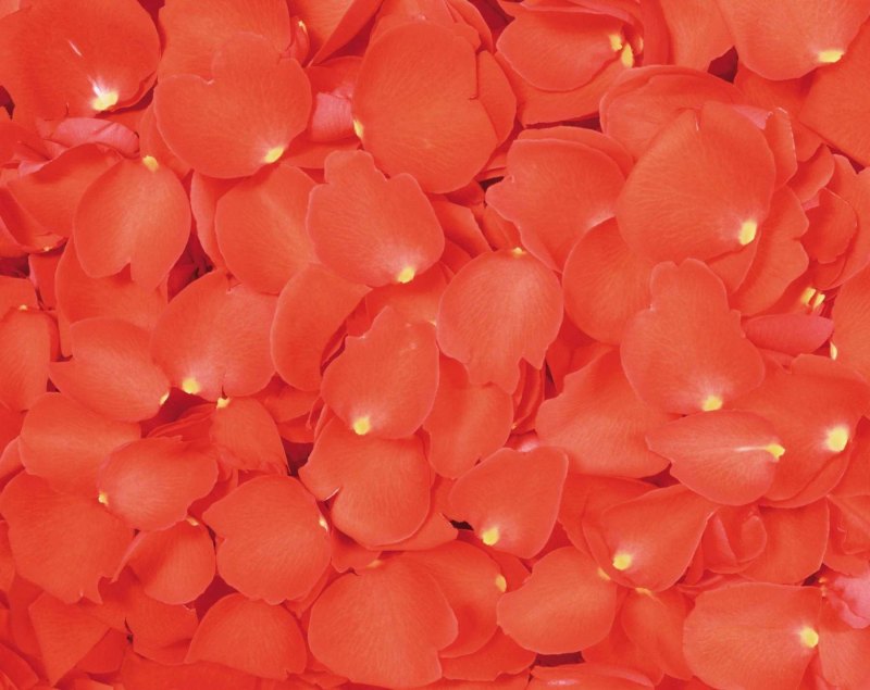 Коралловые лепестки