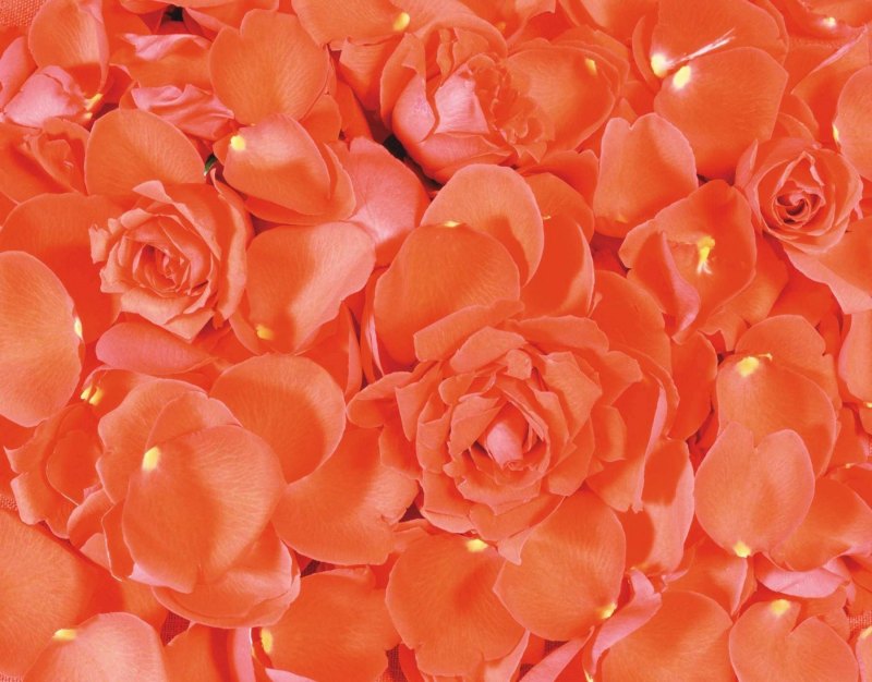 Оранжевые цветы