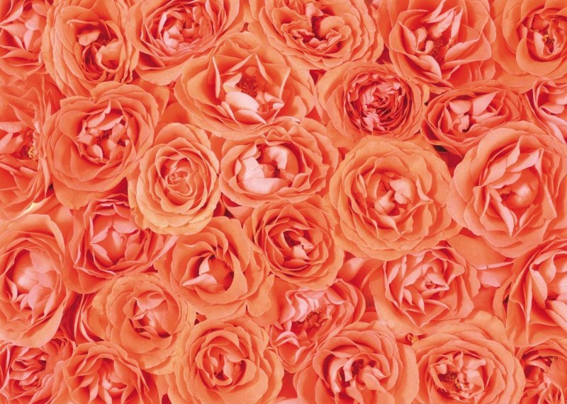 Персиковые цветы