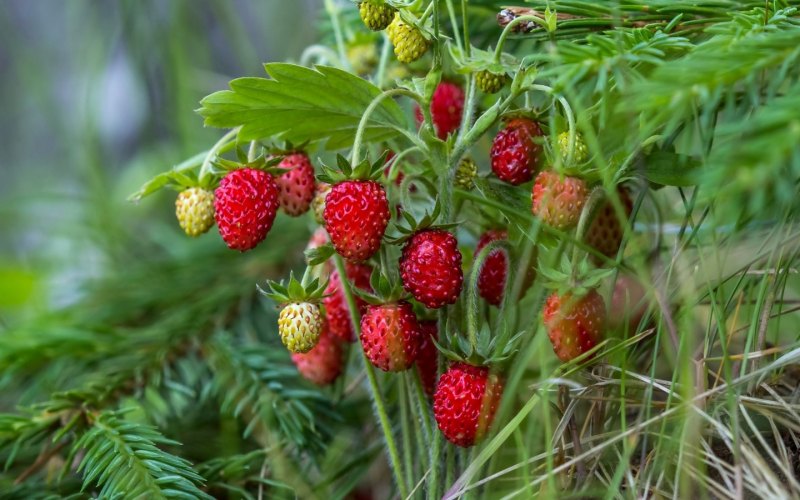 Земляника ЛРС