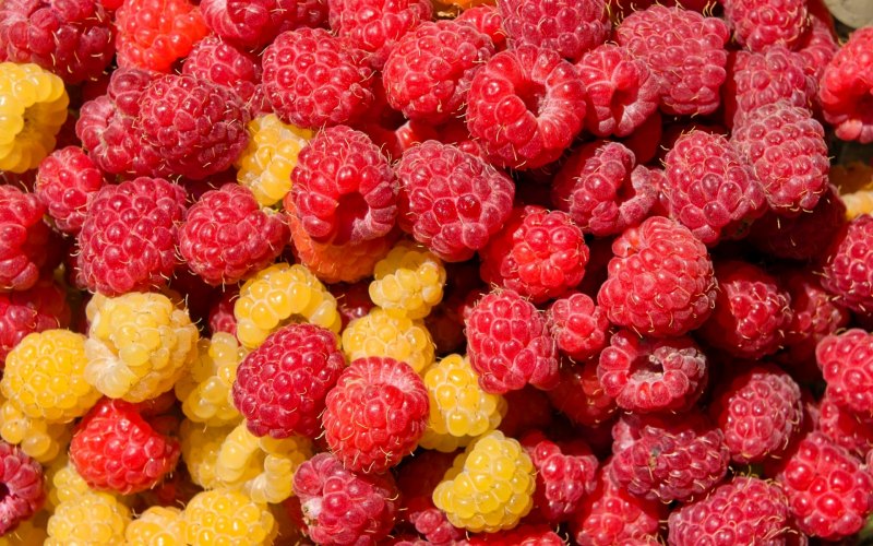 Красивые ягоды