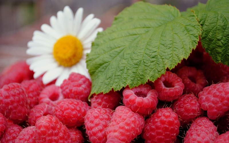 Летние обои