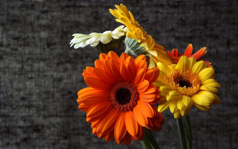 Осенние цветы герберы