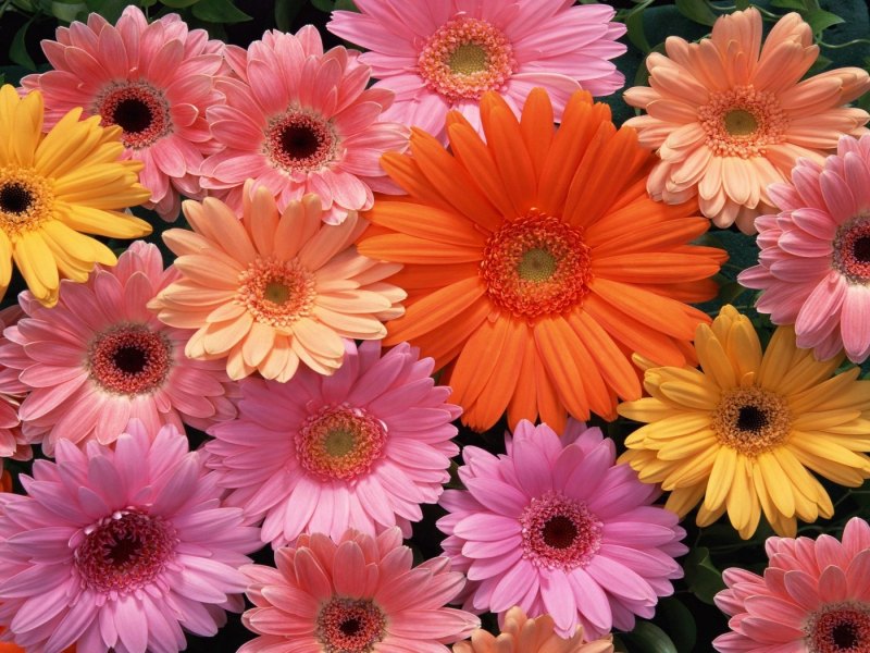 Герберы цветы