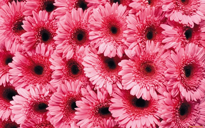 Gerbera Daisies