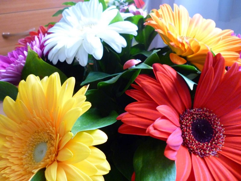 Циния и Гербера