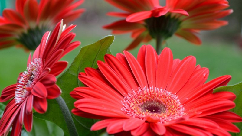 Гербера крупнолистная