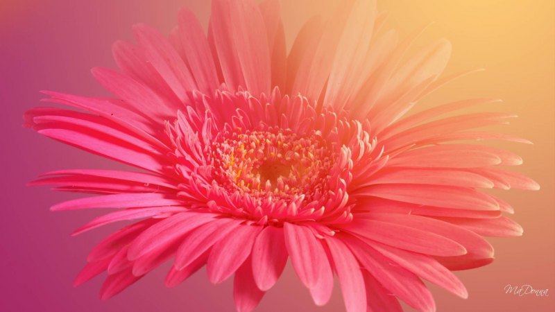 Герберы фон