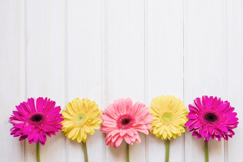 Герберы фон