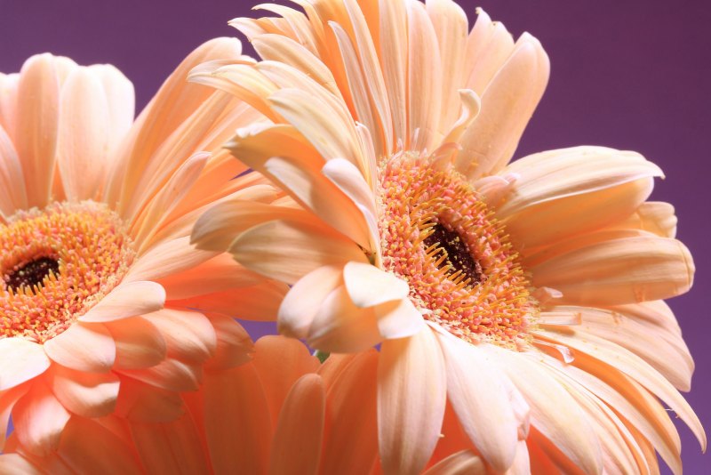 Нежные герберы