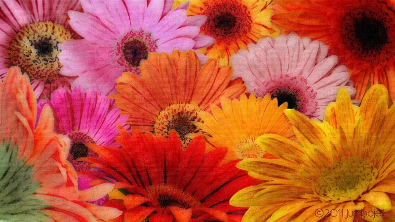 Фотообои герберы